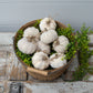 Creamy Soft Fabric Pumpkins (Set Of 9)