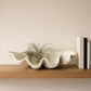 Bowl - Ivory Polyresin Pearlized Clam Shell, 25 in.